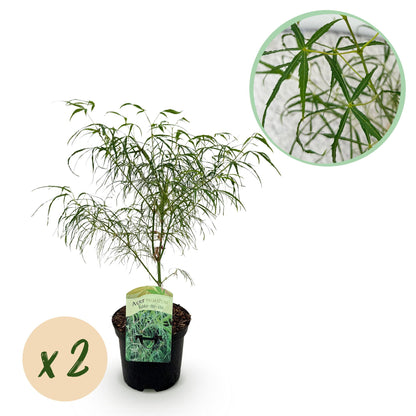 Zwei grüne Japanische Ahornpflanzen Acer palmatum Koto-no-ito in Töpfen, laubabwerfend, Höhe 70cm, Everspring.