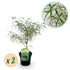 Zwei grüne Japanische Ahornpflanzen Acer palmatum Koto-no-ito in Töpfen, laubabwerfend, Höhe 70cm, Everspring.