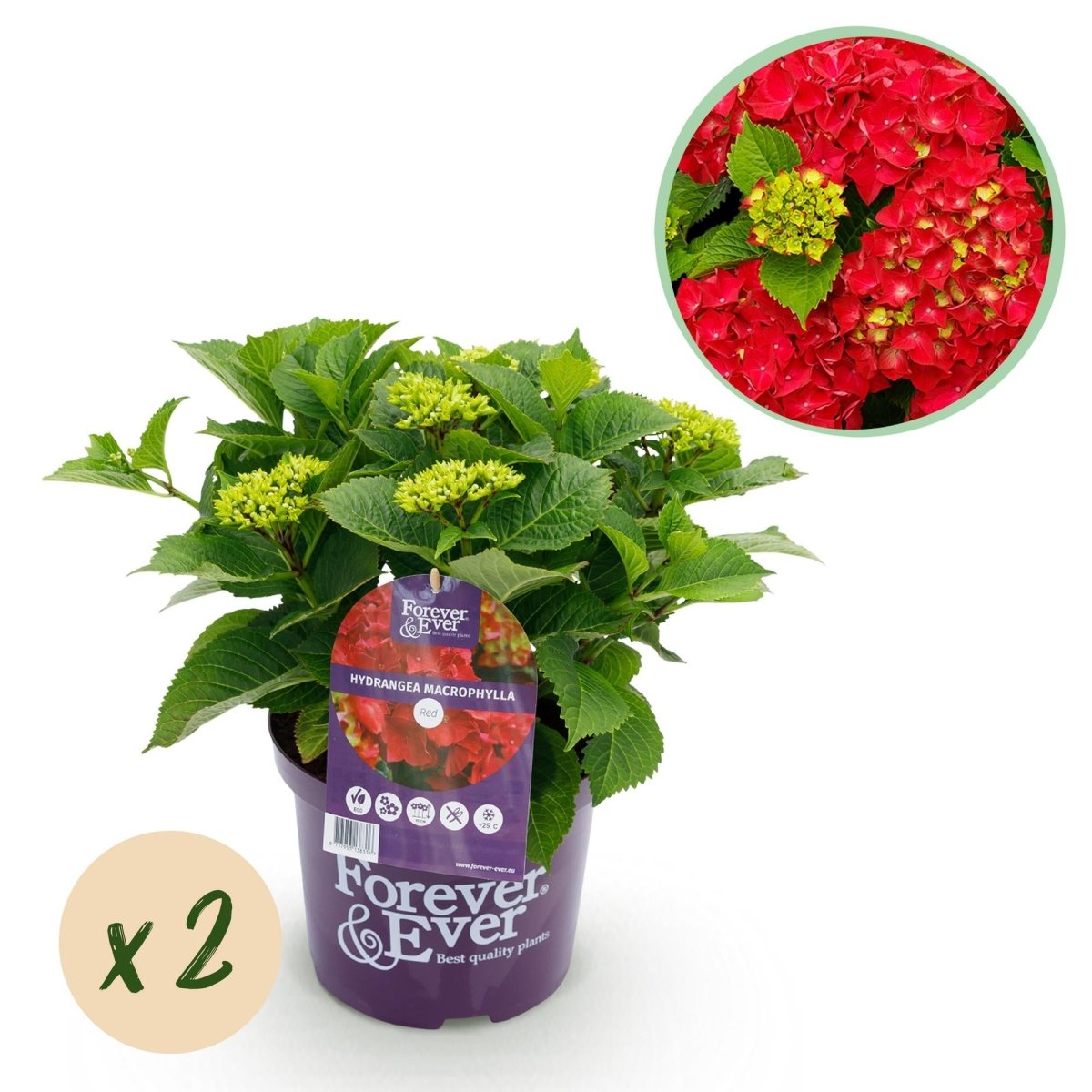 Balkon - Hortensie Forever &amp; Ever Rot – 2 Pflanzen – 7–12 Blüten – Ø23 cm Topf – Höhe ca. 55 cm - Wurzelwerk Design