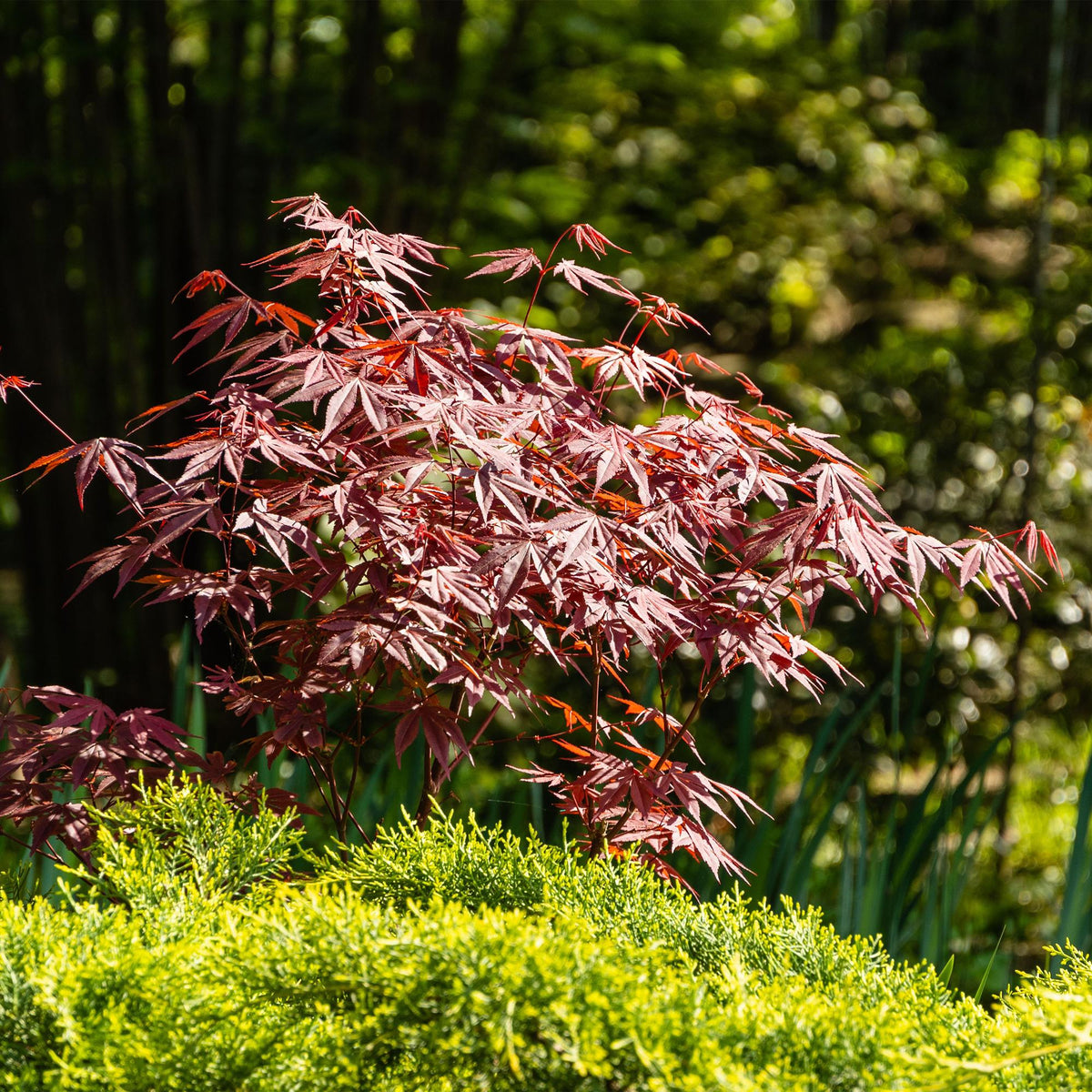 Japanischer Ahorn Atropurpureum in lila, laubabwerfende Pflanze in 19cm Topf, Höhe ca. 70cm, von Everspring.