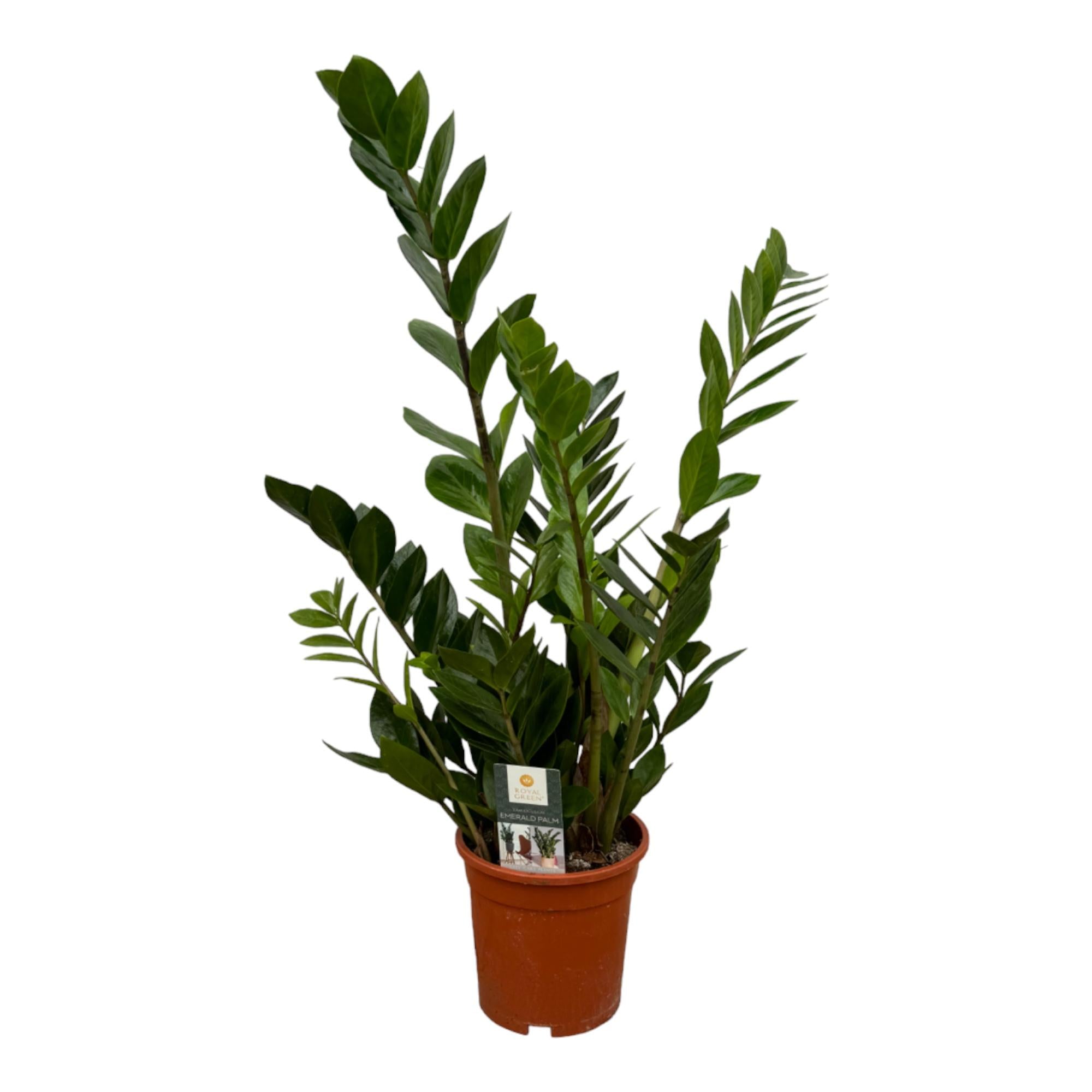 Everspring Zamioculcas zamiifolia, pflegeleichte Glücksfeder, grüne Zimmerpflanze mit glänzenden Blättern, ideal für drinnen