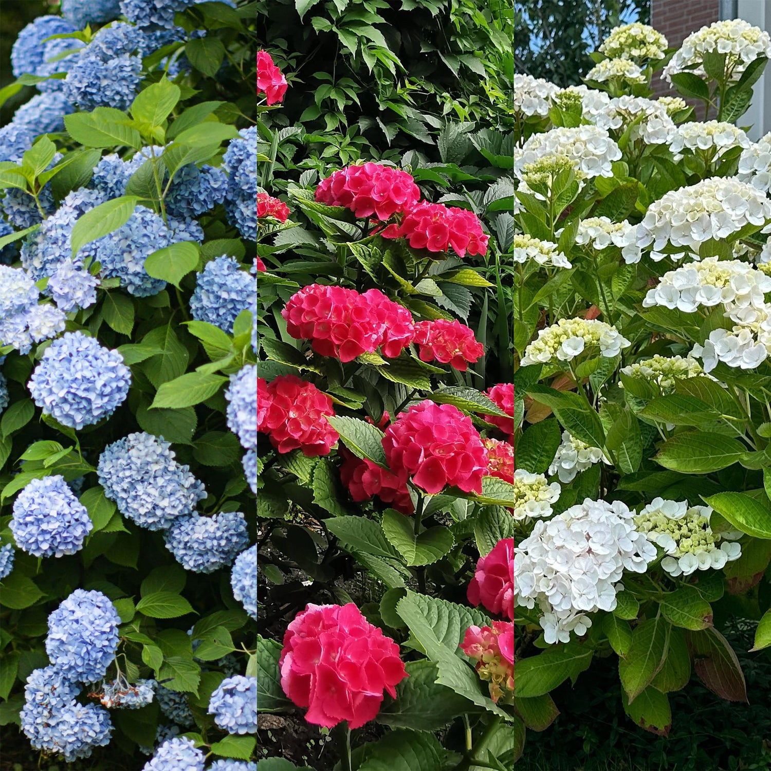 Everspring Hortensie Hydrangea macrophylla Tricolour mit blauen, rosa und weißen Blüten, 3 Pflanzen im Topf, laubabwerfend, pflegeleicht