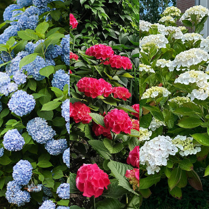 Everspring Hortensie Hydrangea macrophylla Tricolour mit blauen, rosa und weißen Blüten, 3 Pflanzen im Topf, laubabwerfend, pflegeleicht