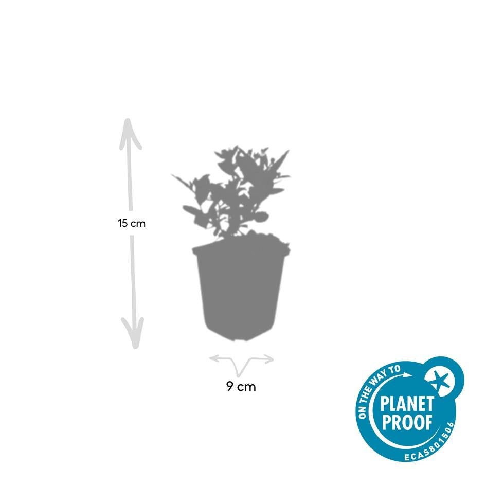 24x Aster ageratoides ‘Stardust’ – Herbst - Aster mit weißen Blüten – Höhe 10–25 cm – Ø 9 cm - Wurzelwerk Design