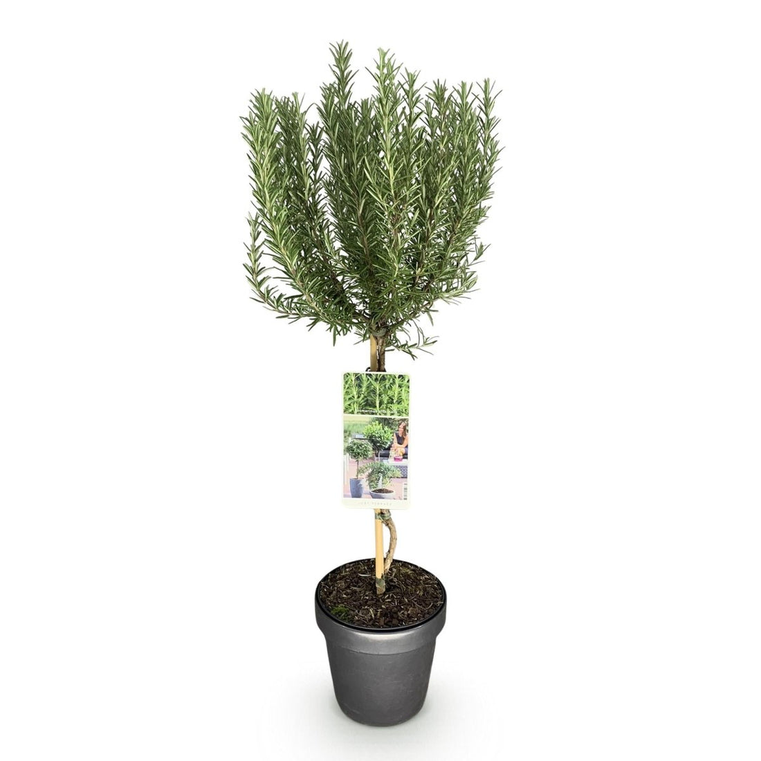 Rosmarinus officinalis - Terrassen Pflanze - Topf 19cm Höhe 90cm - Wurzelwerk Design