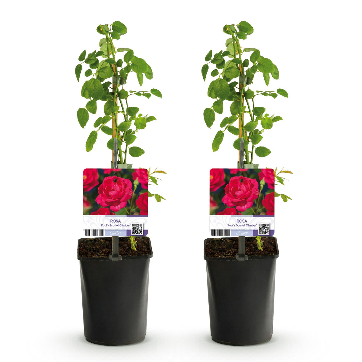 Zwei Everspring Kletterrosen Rosa Paul Scarlet Climber mit roten Blüten, in 11cm Töpfen, Höhe ca. 40cm, wenig Pflege.
