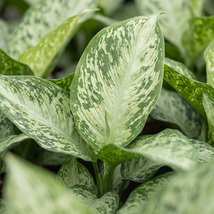 Dieffenbachia &