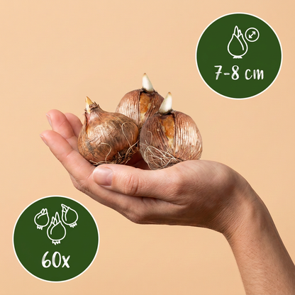 Krokus Weiß – Crocus online kaufen | 60 bis 240 Blumenzwiebeln, großblütig &amp; reinweiß – Wurzelwerk Design