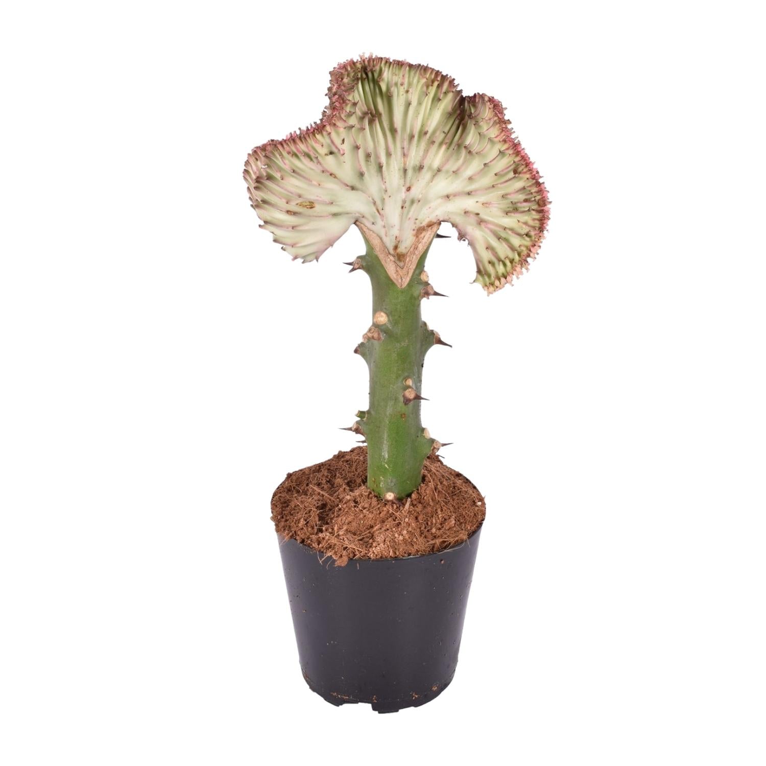 Euphorbia lactea Cristata rot Pflanze von Everspring, 30 cm hoch, mit krümmenden, roten Wachstumsformen, Topfdurchmesser 10,5 cm