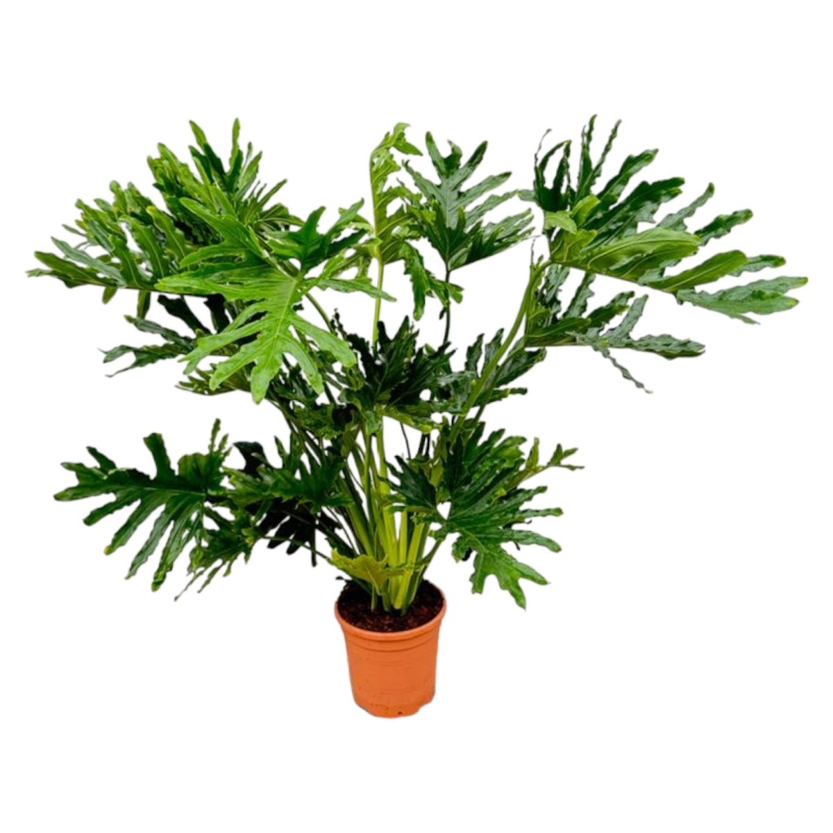 Philodendron Selloum 100 cm | Baum - Philodendron im Ø27 cm Topf – Tropisch &amp; Pflegeleicht - Wurzelwerk Design