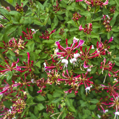 Lonicera serotina | Duftendes Geißblatt mit rosa - weißen Blüten – 2 Pflanzen im 11 cm Topf - Wurzelwerk Design
