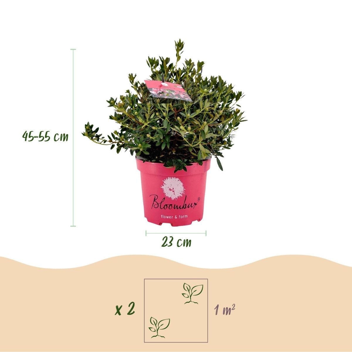 Rhododendron Bloombux Magenta kaufen | Topf Ø 23 cm, Höhe 45–55 cm - Wurzelwerk Design