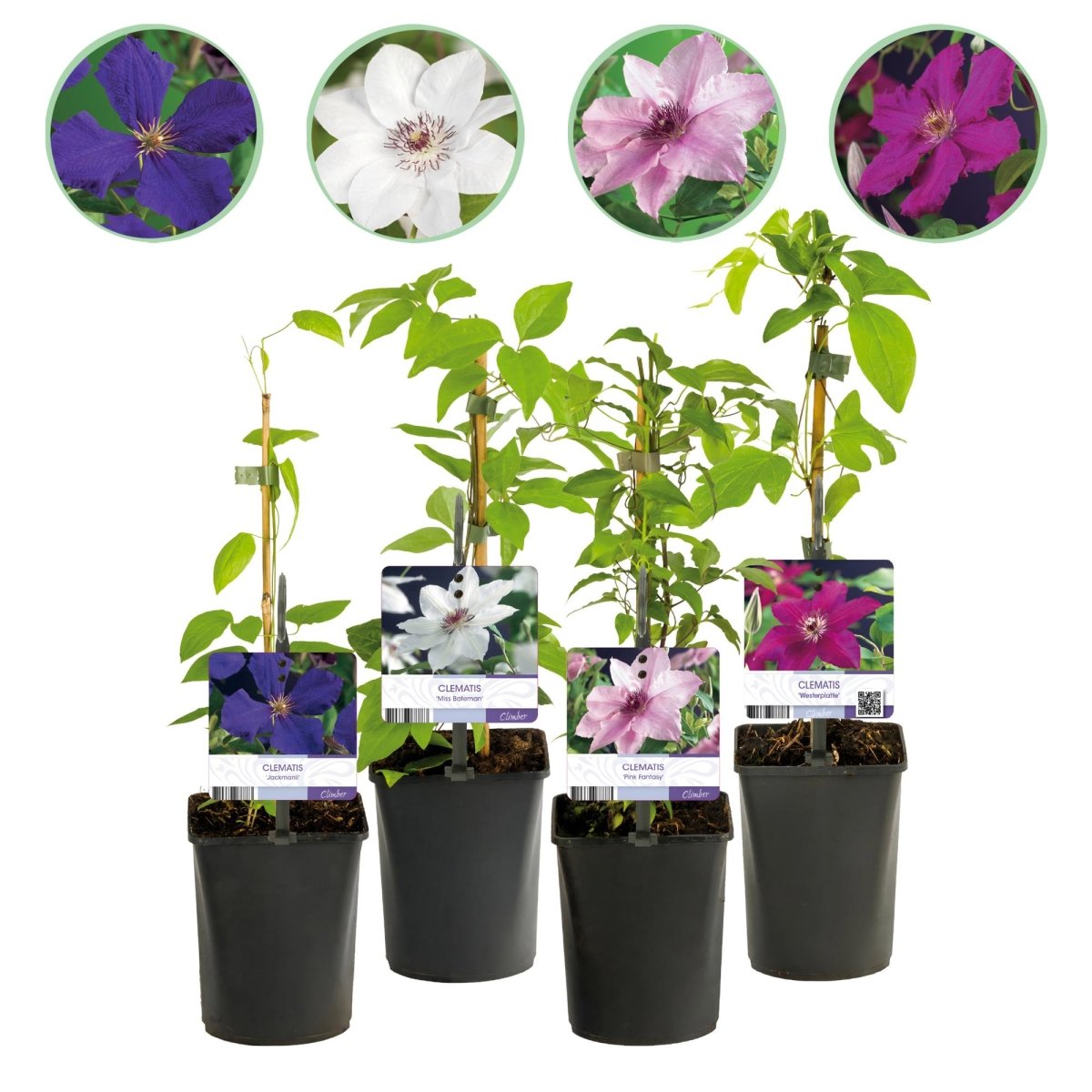 Clematis &