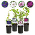 Clematis &