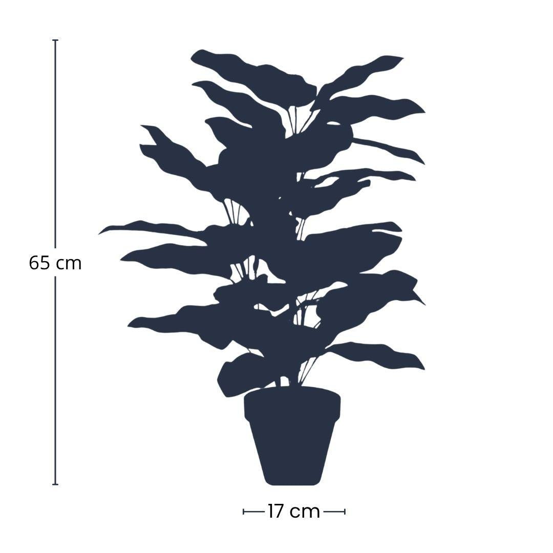 Künstliche Calathea Pflanze im Topf, 65 cm hoch, Everspring, realistisch wirkende Zimmerpflanze für Dekor.