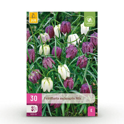 Blumenzwiebeln Fritillaria Meleagris Mix | 30 Stück Lila &amp; Weiß – Zwiebelgröße 6/7 – XXL Pack - Wurzelwerk Design
