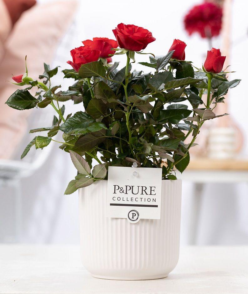 Rosa Red in P&amp;PURE Sophie Ceramics White - Ø 12 cm - Höhe 30 cm - Wurzelwerk Design