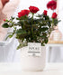 Rosa Red in P&PURE Sophie Ceramics White - Ø 12 cm - Höhe 30 cm - Wurzelwerk Design