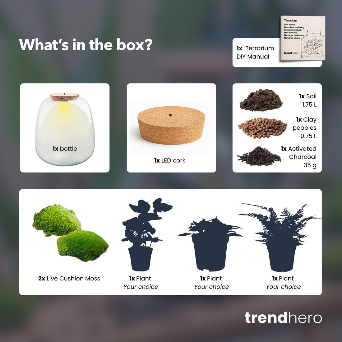 Pflanzenterrarium Emma Bausatz 25 cm Durchmesser, weißes Hedera, Everspring Standard, kleines transparentes Terrarium für Pflanzen