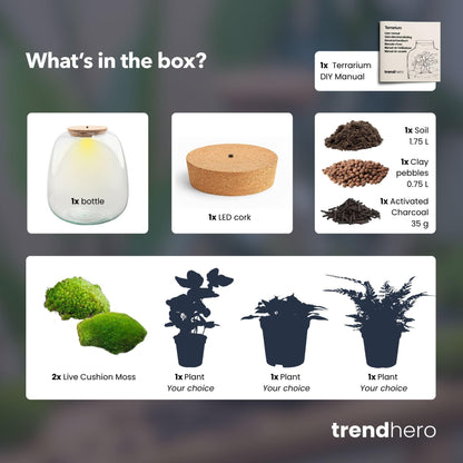 Pflanzenterrarium Emma Bausatz 25 cm Durchmesser, weißes Hedera, Everspring Standard, kleines transparentes Terrarium für Pflanzen