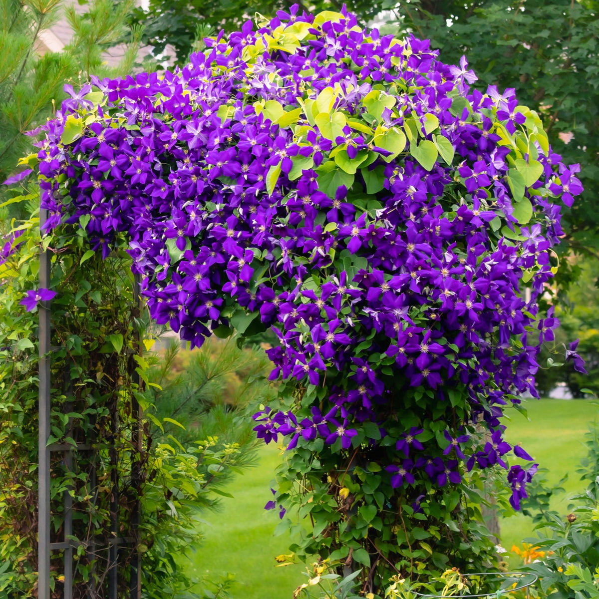 Zwei Everspring Clematis Jackmanii Pflanzen mit blauen Blüten, 40cm hoch, in 11cm Töpfen, gering pflegeaufwand, Nahaufnahme