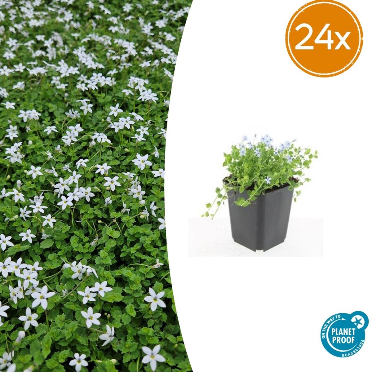 Isotoma fluviatilis &