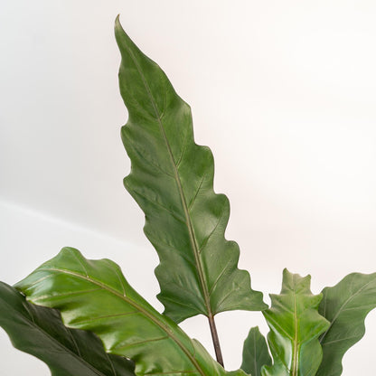 Alocasia Lauterbachiana Pflanze in Korb, Everspring, Höhe ca. 80 cm, Topf Durchmesser 19 cm, grüne Blätter