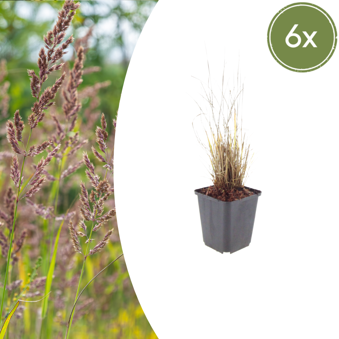 Everspring Calamagrostis brachytricha, 6 Pflanzen, 10-25cm hoch, Ø9cm, grasartige Pflanze für Garten und Balkon