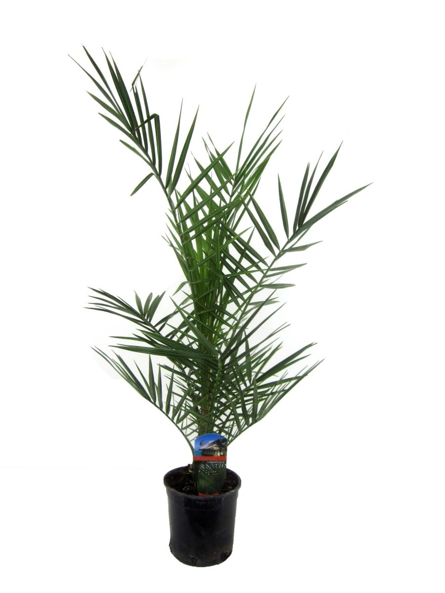 Kanarische Dattelpalme – Phoenix canariensis – Mediterrane Kübel - &amp; Gartenpflanze – Immergrün - Wurzelwerk Design