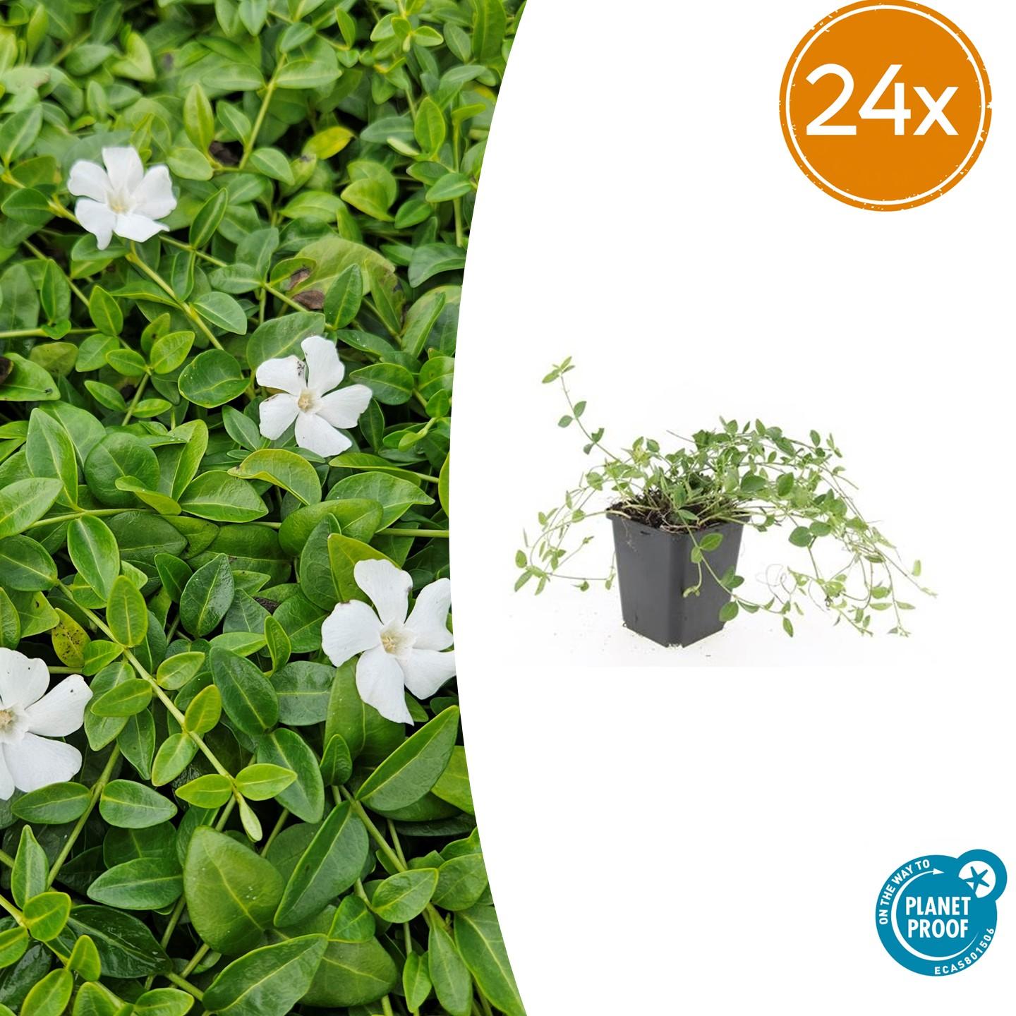 24x Vinca minor &