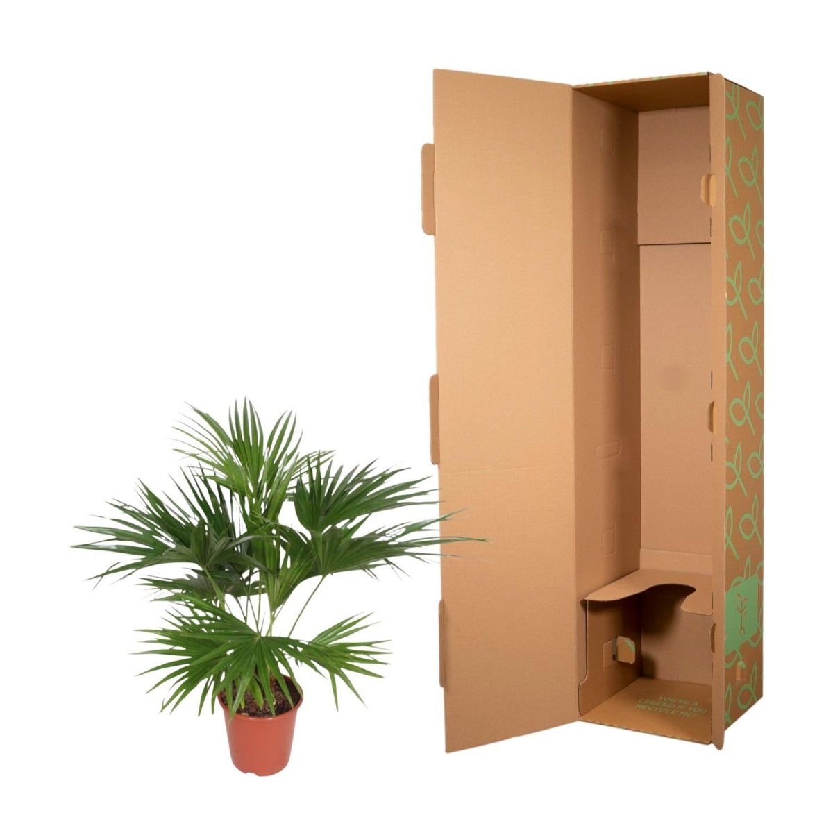 Livistona Chinensis - 170 cm - Ø 27 cm - Wurzelwerk Design
