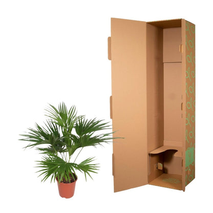 Livistona Chinensis - 170 cm - Ø 27 cm - Wurzelwerk Design