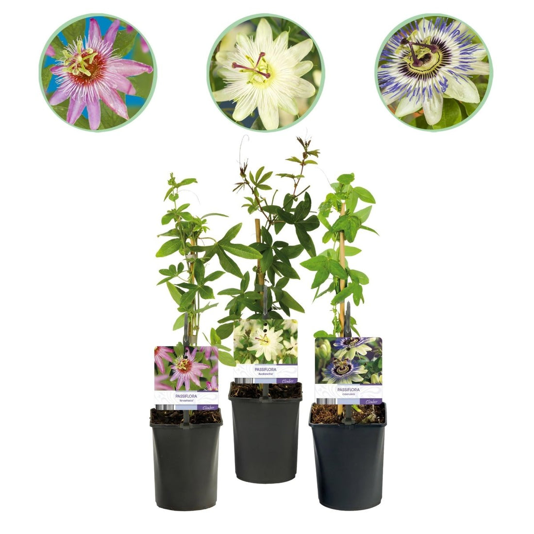 Passionsblume Passiflora Tricolour | Rosa - Weiß - Lila Blüten – 3 Pflanzen 40 cm Ø11 cm Topf - Wurzelwerk Design