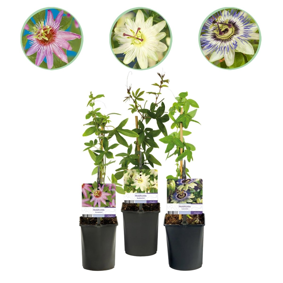 Passionsblume Passiflora Tricolour | Rosa - Weiß - Lila Blüten – 3 Pflanzen 40 cm Ø11 cm Topf - Wurzelwerk Design