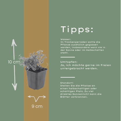 6x Galium odoratum - ↕10-25cm - Ø9cm
