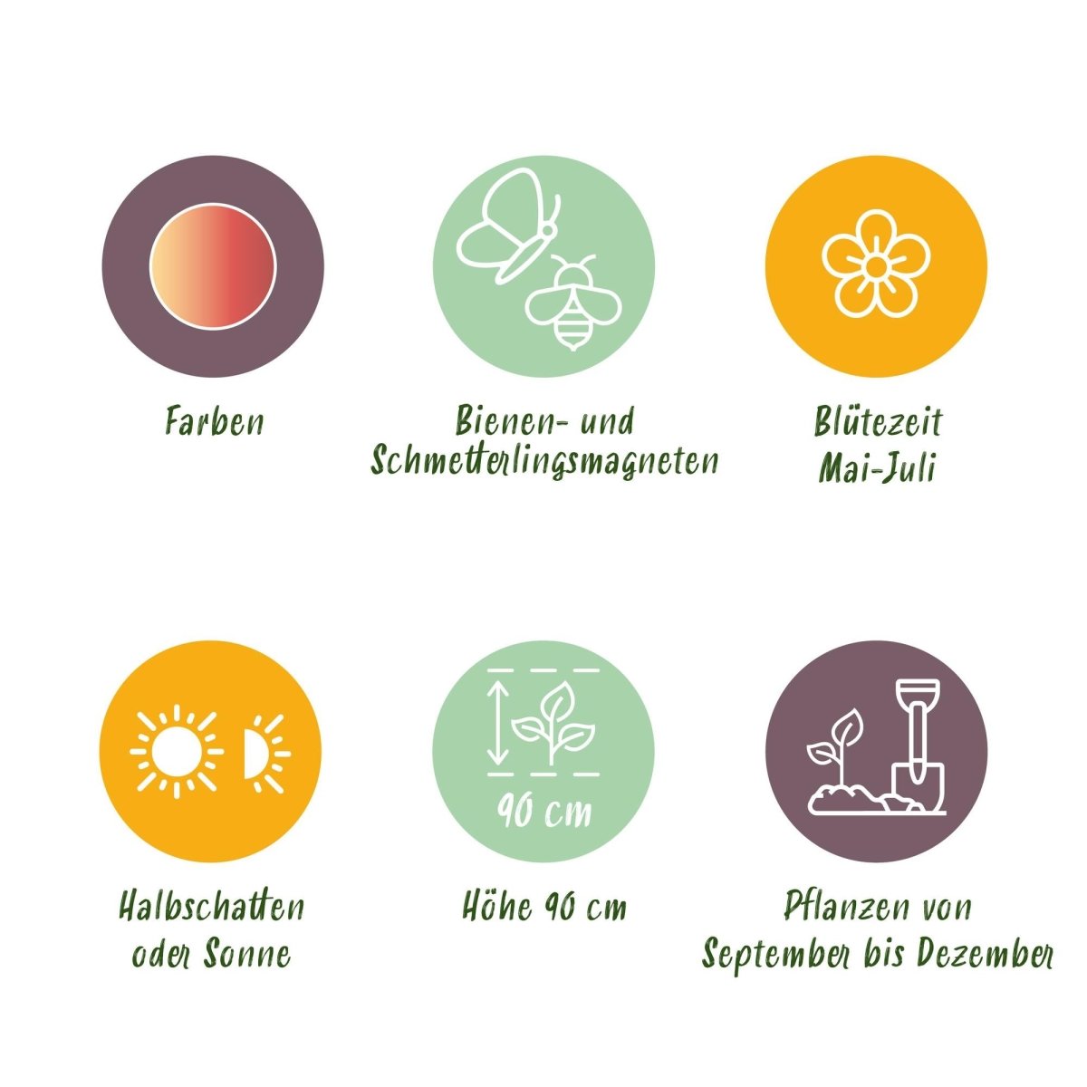 Blumenzwiebeln Allium Siculum | 30 Stück Rosa – Zwiebelgröße 8/10 – XXL Pack - Wurzelwerk Design