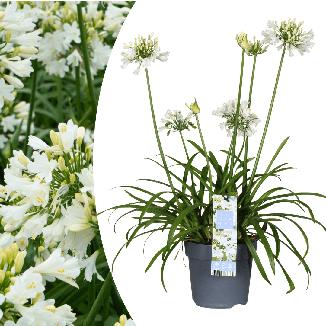 Agapanthus Everwhite kaufen | Schmucklilie – Topf Ø 23 cm - Wurzelwerk Design