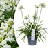 Agapanthus Everwhite kaufen | Schmucklilie – Topf Ø 23 cm - Wurzelwerk Design