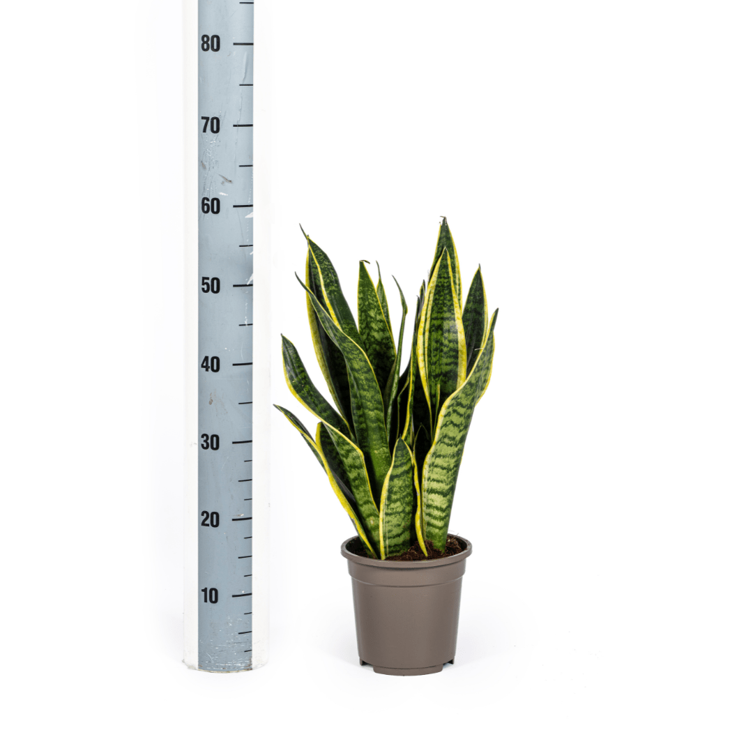 Sansevieria Futura Superba | 45–55 cm Bogenhanf - Wurzelwerk Design
