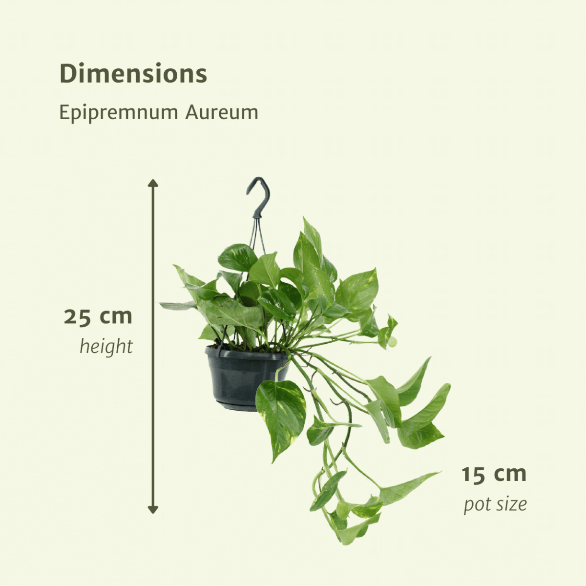 2x Epipremnum Aureum - Scindapsus - 25cm - ø15 - Wurzelwerk Design