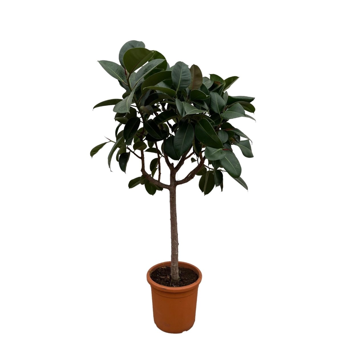 Ficus Elastica Robusta – Eleganter Gummibaum auf Stamm - Wurzelwerk Design