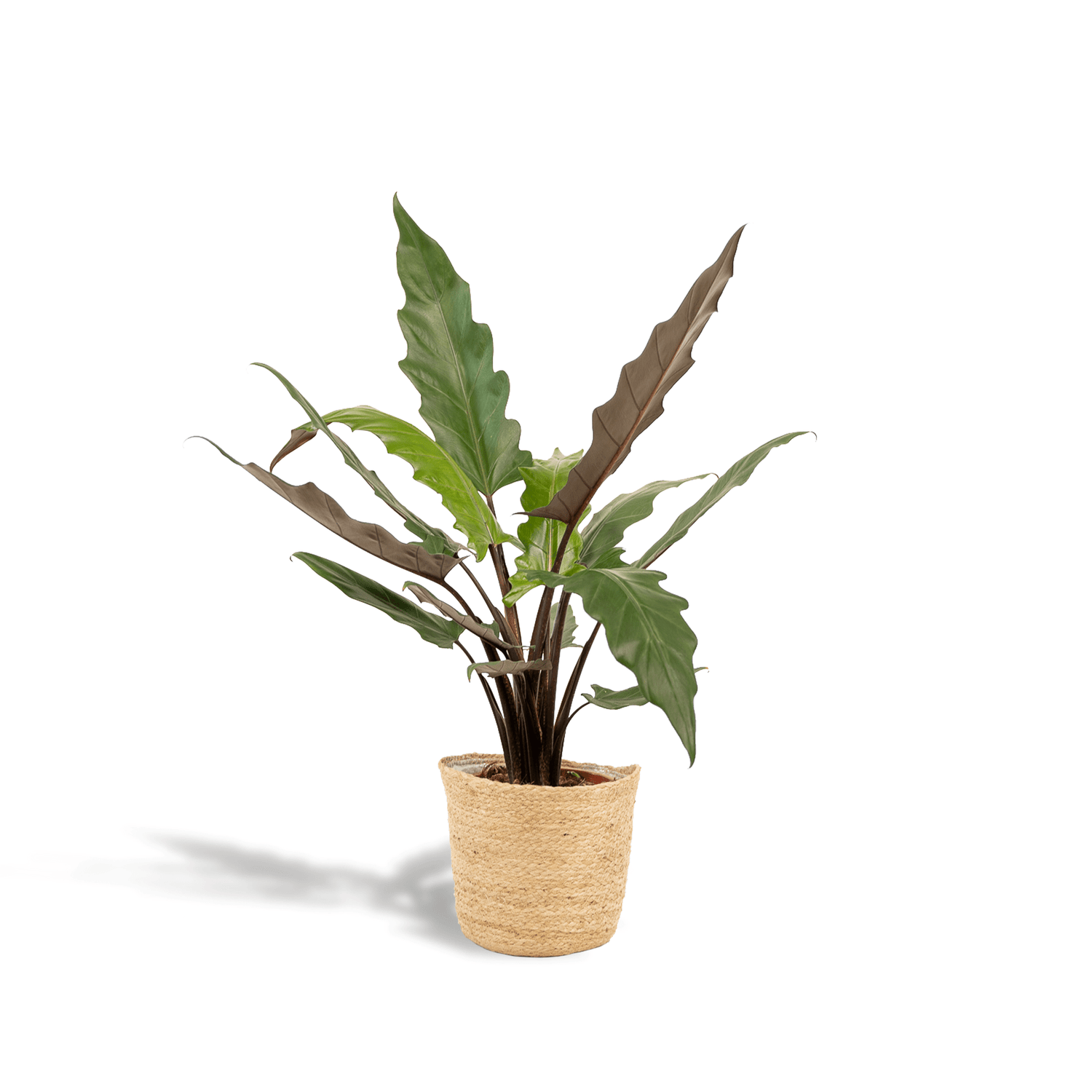 Everspring Alocasia Lauterbachiana Pflanze in Korb, ca. 80cm hoch, mit großen grünen Blättern und stilvollem Korb.