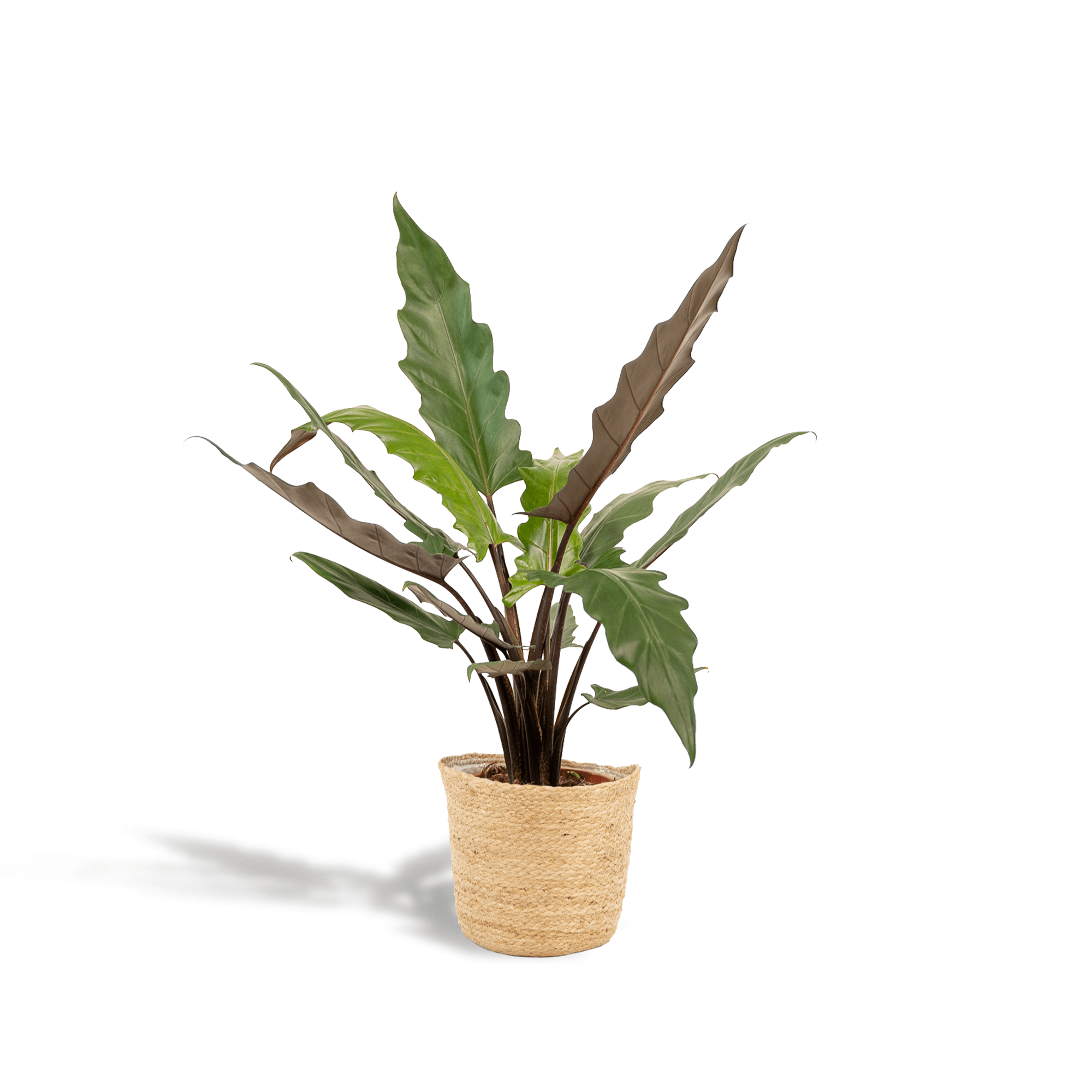 Everspring Alocasia Lauterbachiana Pflanze in Korb, ca. 80cm hoch, mit großen grünen Blättern und stilvollem Korb.