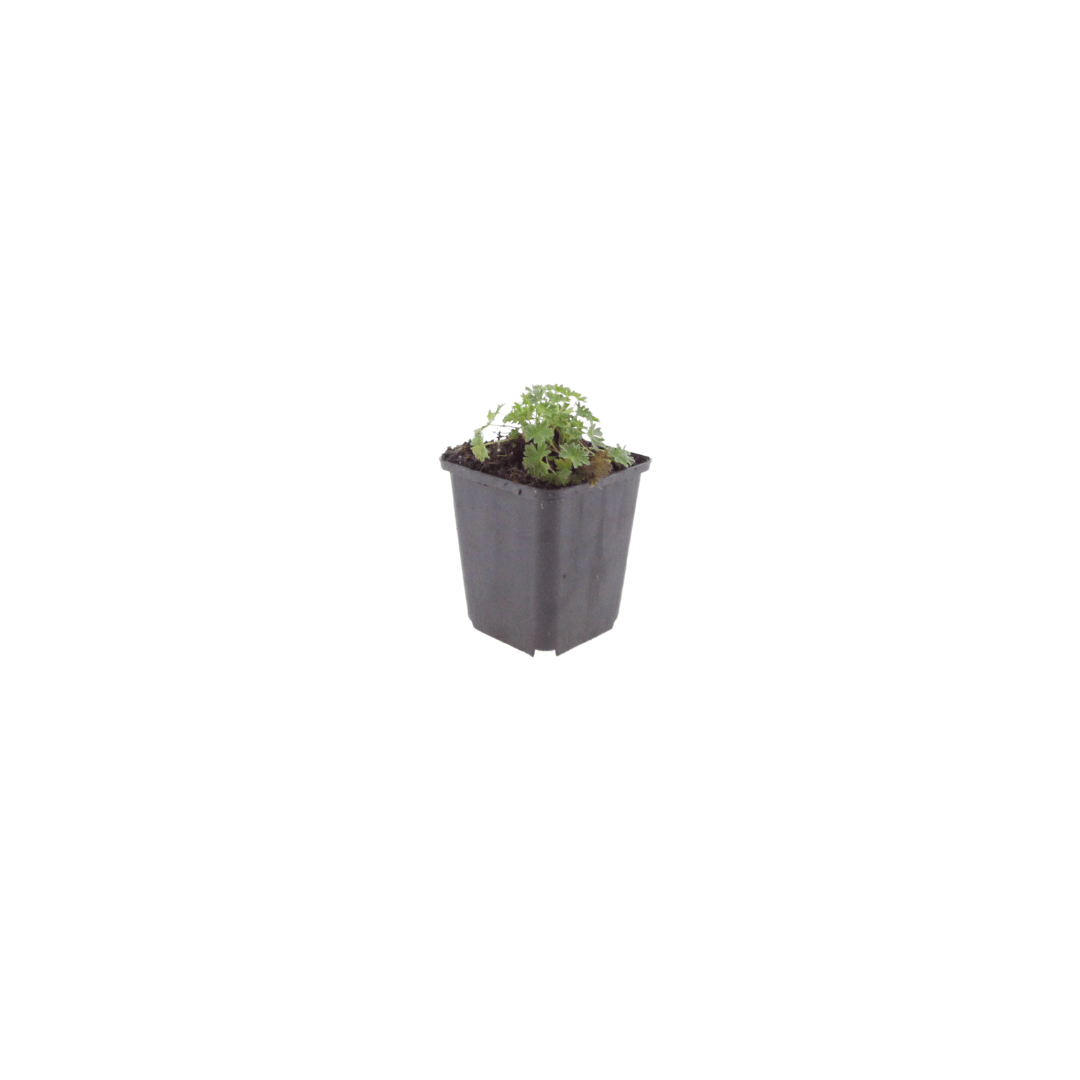 Sechs Geranium &