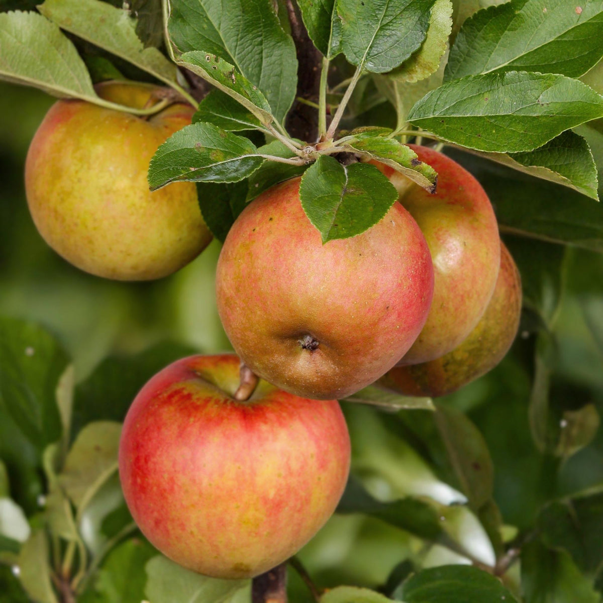 Everspring Apfelbaum Malus domestica Elstar mit roten und grünen Äpfeln, Topf, 21 cm Durchmesser, 90 cm hoch, Obstbaum.