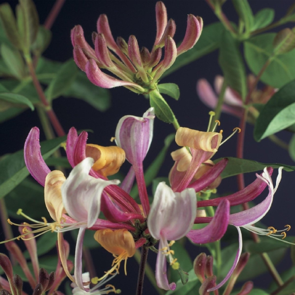 Lonicera serotina | Duftendes Geißblatt mit rosa - weißen Blüten – 2 Pflanzen im 11 cm Topf - Wurzelwerk Design