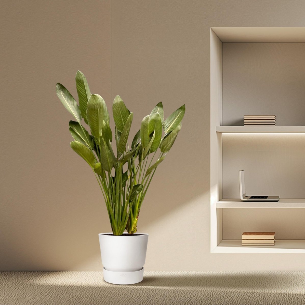 Strelitzia Reginae – Orange Paradiesvogel für Innen &amp; Garten - Wurzelwerk Design