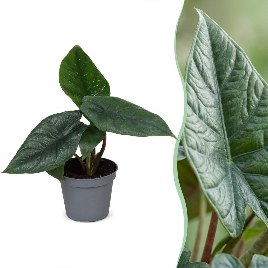 Alocasia scalprum kaufen – Babypflanze | grau-grüne, schmale Blätter, Ø 6 cm, Höhe 15 cm - Wurzelwerk Design