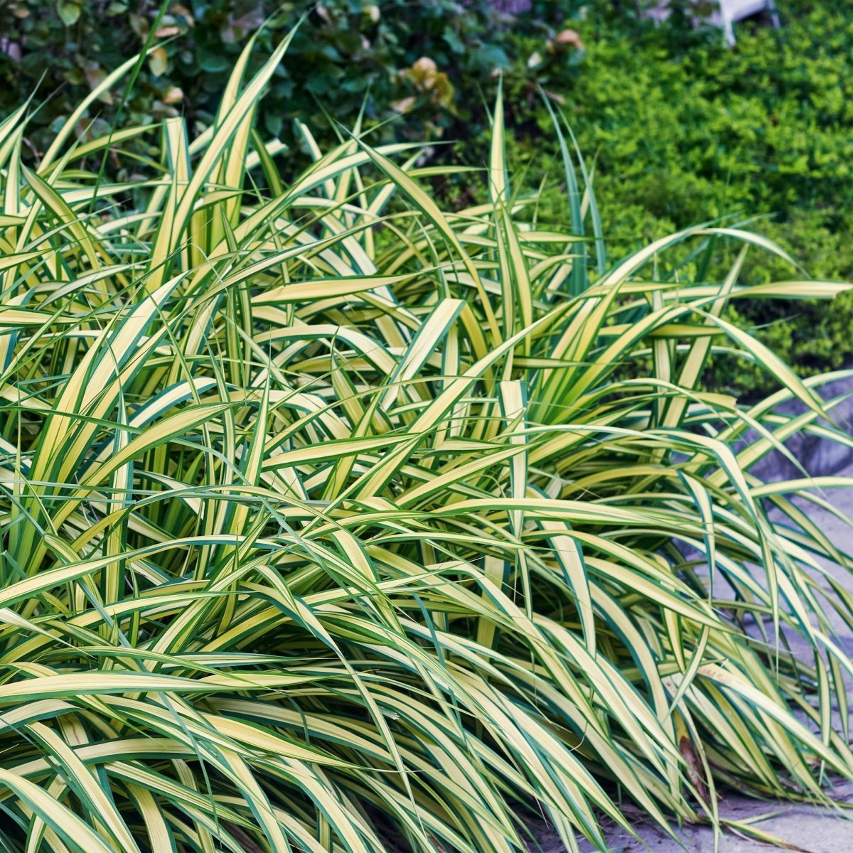 Gelbgrüne Gartensegge Evergold - Gelb &amp; Grün - 4 Pflanzen - Immergrün - Wenig Pflege - Topf 17cm Höhe 50cm - Wurzelwerk Design