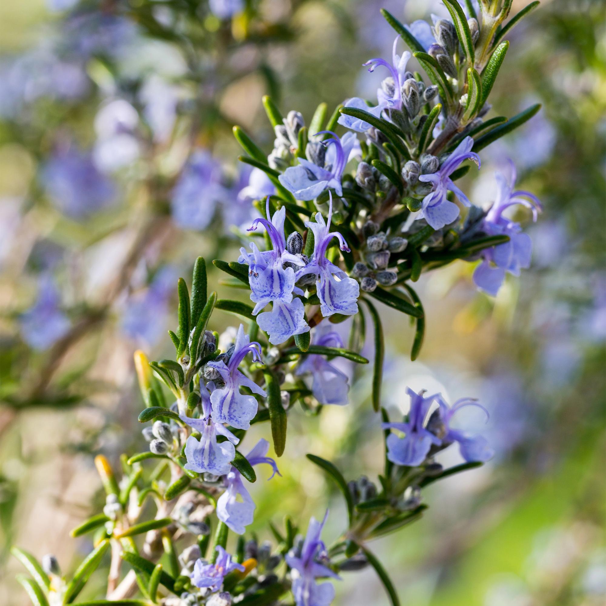 Rosmarinus officinalis - Terrassen Pflanze - Topf 19cm Höhe 90cm